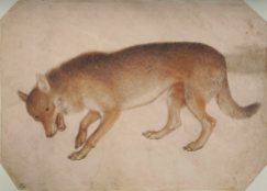 Pisanello_-_Codex_Vallardi_2424